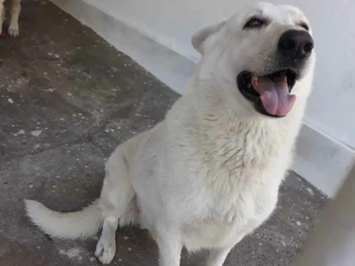 Cachorro ra a Pastor suiço idade 4 anos nome Lea e gordo