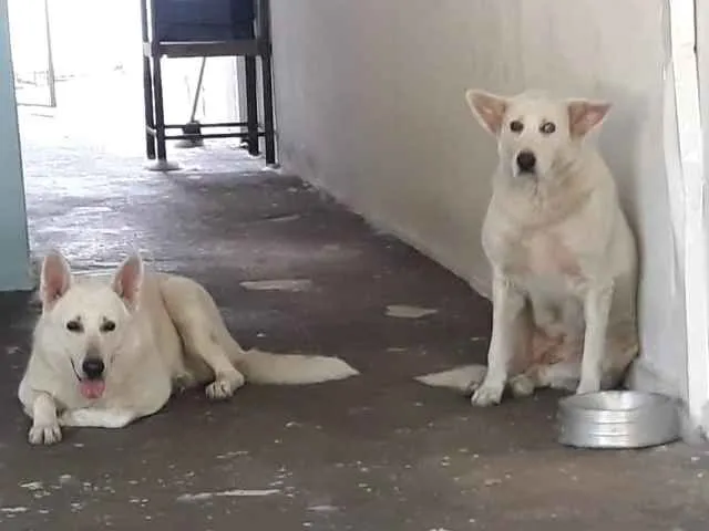 Cachorro ra a Pastor suiço idade 4 anos nome Lea e gordo