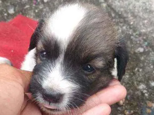 Cachorro ra a Sem raça definida idade Abaixo de 2 meses nome Sem nome
