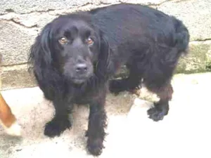 Cachorro raça SRD idade 2 anos nome Belinha