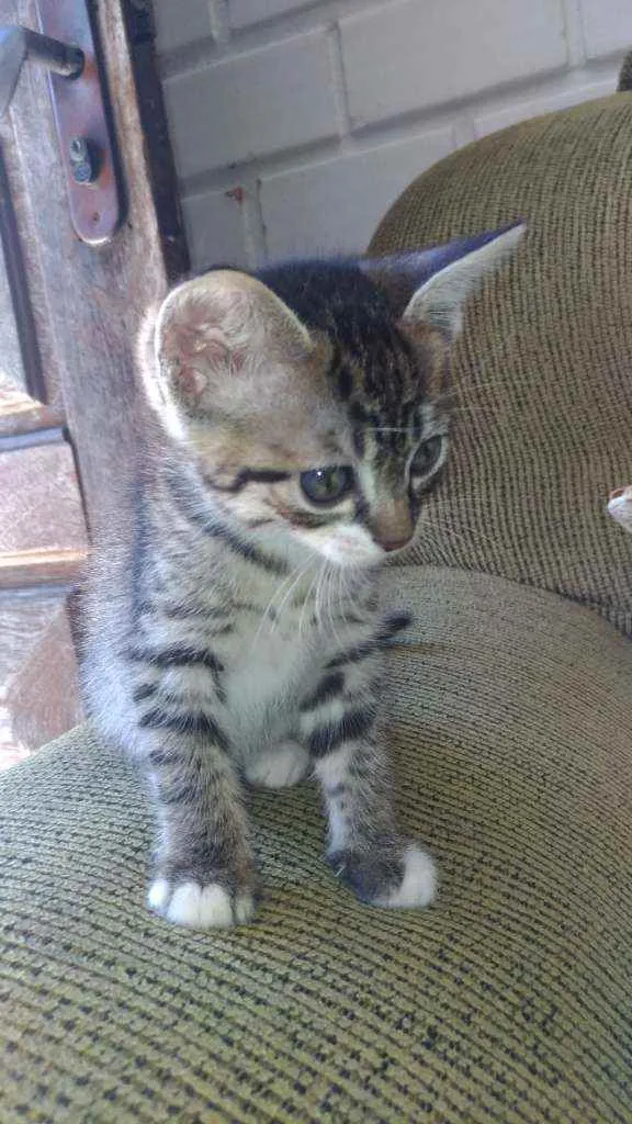 Gato ra a Gato idade 2 a 6 meses nome Fani e chica
