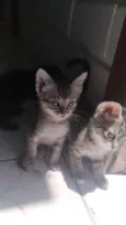 Fani e chica