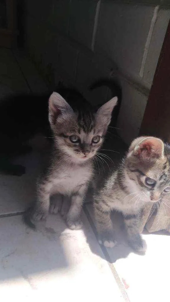 Gato ra a Gato idade 2 a 6 meses nome Fani e chica