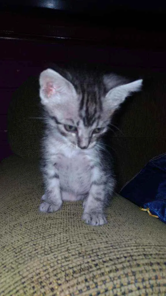 Gato ra a Gato idade 2 a 6 meses nome Fani e chica