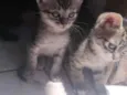 Fani e chica