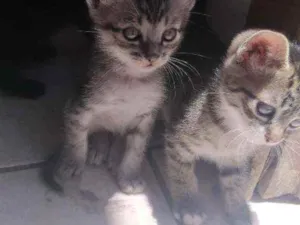 Gato raça Gato idade 2 a 6 meses nome Fani e chica