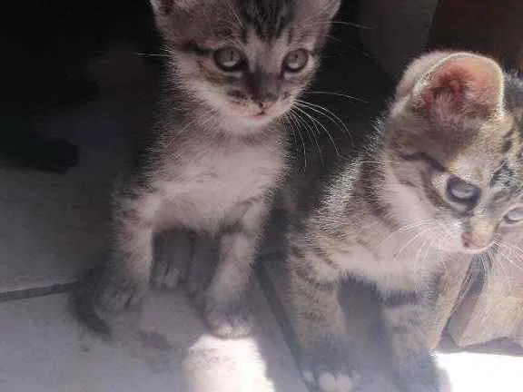 Gato ra a Gato idade 2 a 6 meses nome Fani e chica