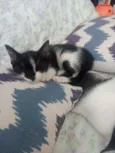 Fofurina