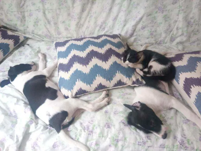 Cachorro ra a Caninos idade 2 a 6 meses nome Os manos 