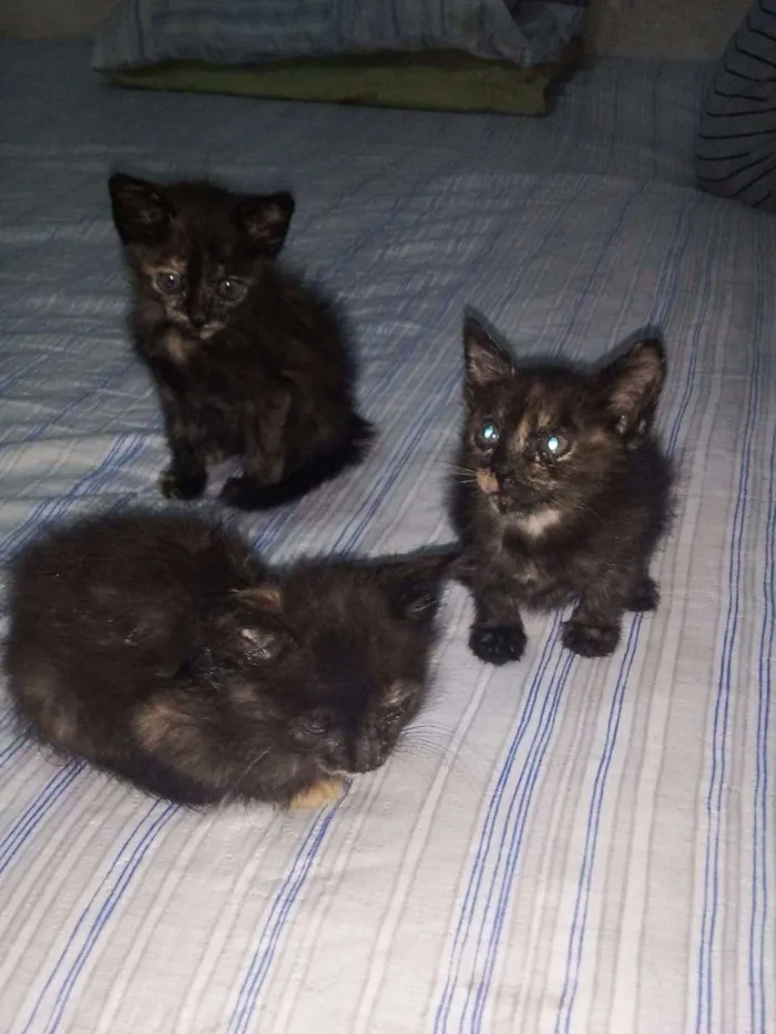 Gato raça DSR idade 2 a 6 meses nome joaquinas