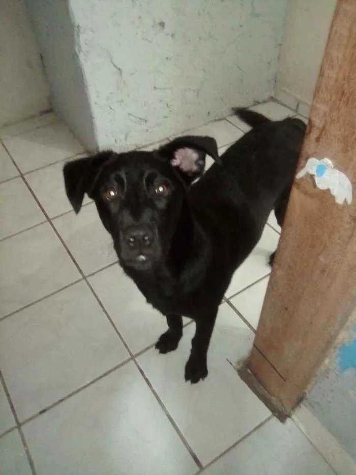 Cachorro ra a Vira lata/lavrador idade 2 a 6 meses nome Baby