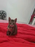 Gatinha