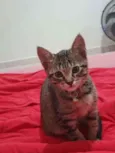 Gatinha