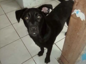 Cachorro raça Vira lata/lavrador idade 2 a 6 meses nome Baby