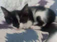Fofurina