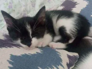 Gato raça Felino idade 2 a 6 meses nome Fofurina