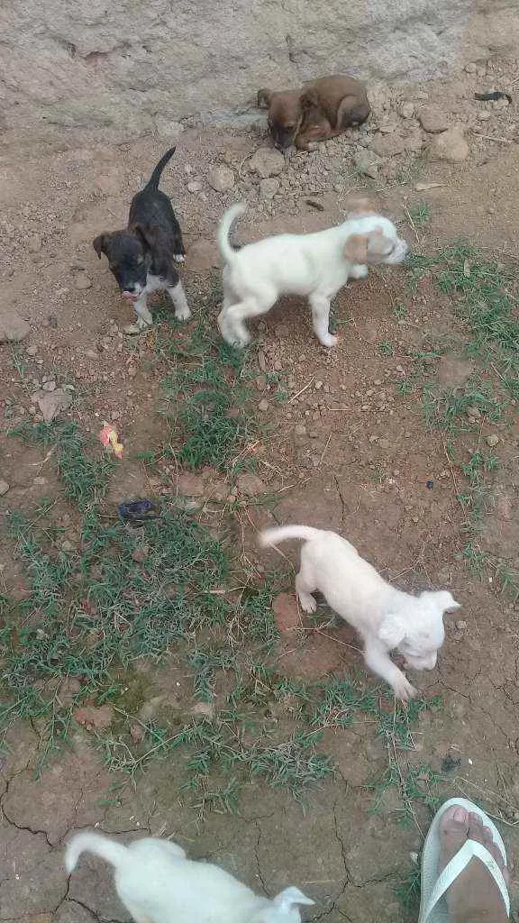 Cachorro raça Indefinida idade 2 a 6 meses nome Sem nome