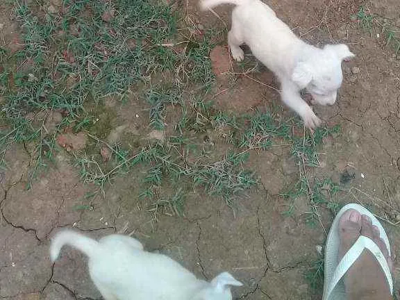 Cachorro raça Indefinida idade 2 a 6 meses nome Sem nome