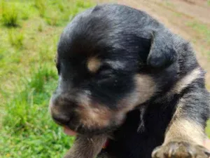 Cachorro raça Quatrolho idade Abaixo de 2 meses nome São filhotes 