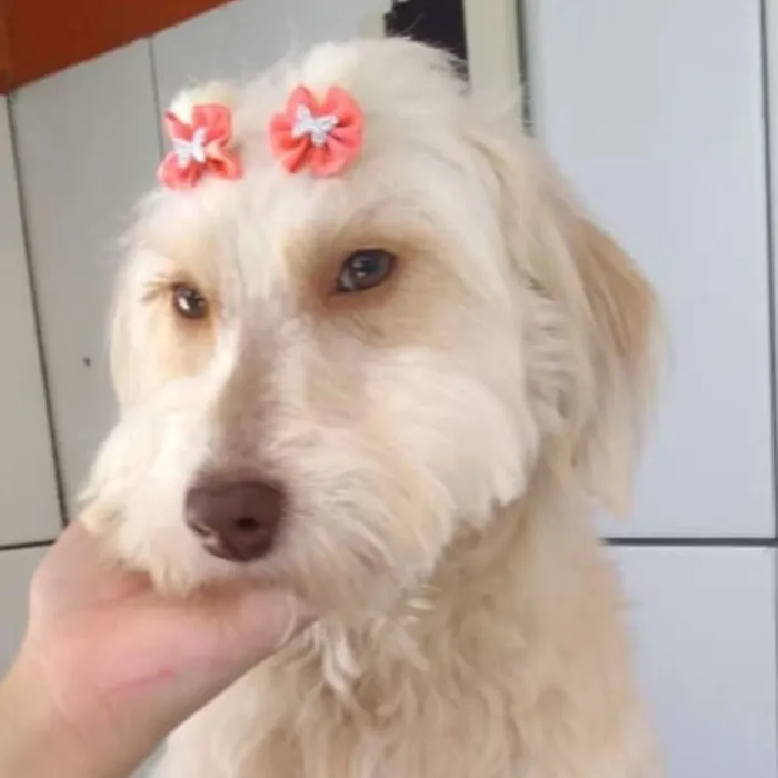 Cachorro ra a  idade 1 ano nome Aruna
