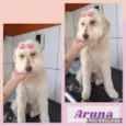 Aruna