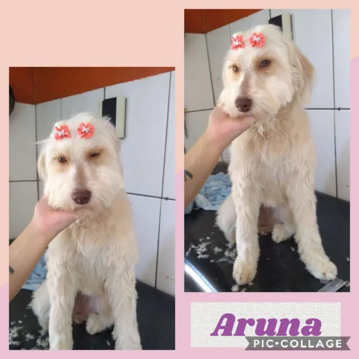 Cachorro ra a  idade 1 ano nome Aruna