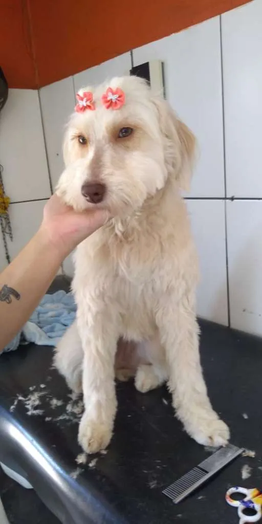 Cachorro ra a  idade 1 ano nome Aruna
