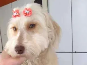 Cachorro raça  idade 1 ano nome Aruna