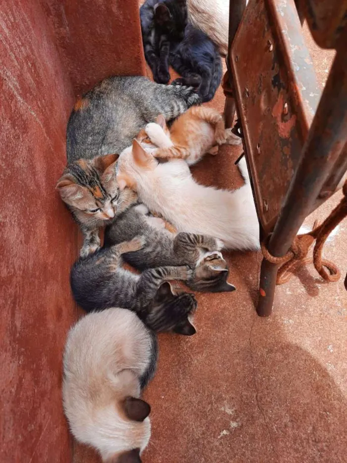 Gato raça SRD-ViraLata idade Abaixo de 2 meses nome Sem nome