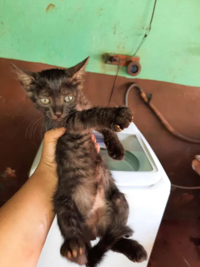 Gato raça SRD-ViraLata idade Abaixo de 2 meses nome Sem nome