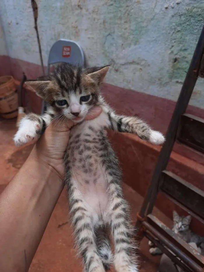 Gato raça SRD-ViraLata idade Abaixo de 2 meses nome Sem nome