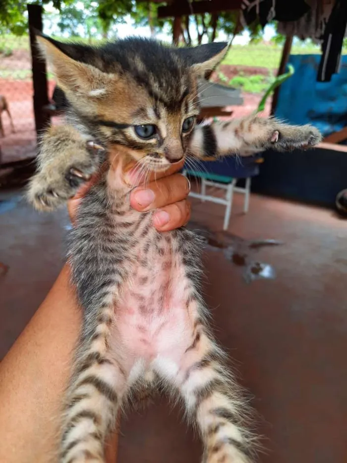 Gato raça SRD-ViraLata idade Abaixo de 2 meses nome Sem nome