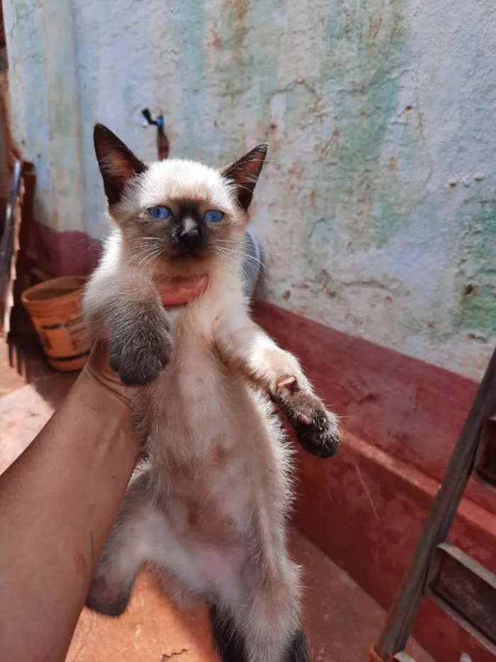 Gato raça SRD-ViraLata idade Abaixo de 2 meses nome Sem nome
