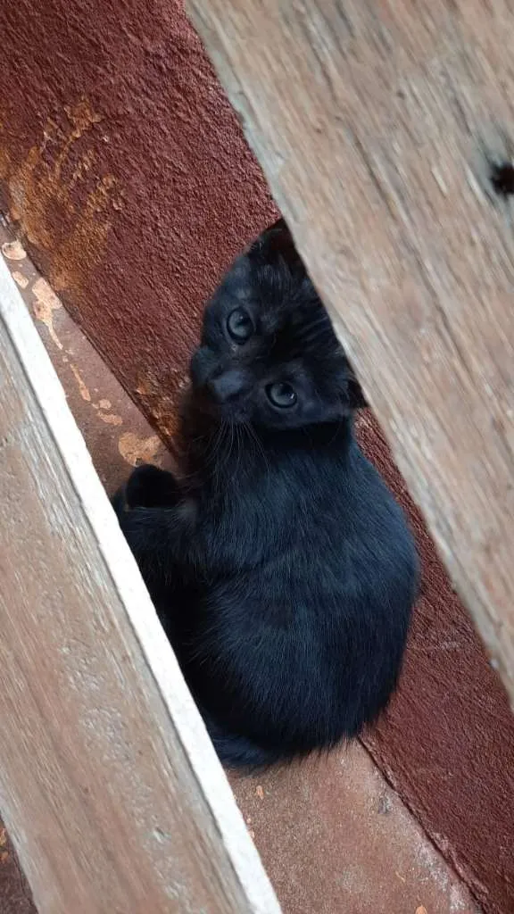 Gato raça SRD-ViraLata idade Abaixo de 2 meses nome Sem nome