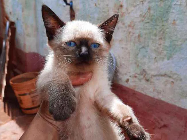 Gato raça SRD-ViraLata idade Abaixo de 2 meses nome Sem nome
