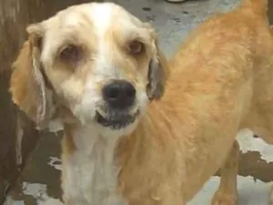 Cachorro raça Poodle idade  nome Kerido Pequenino