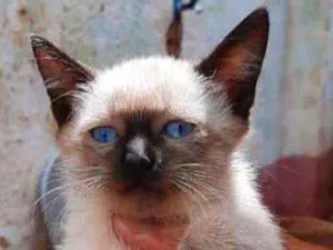 Gato raça SRD-ViraLata idade Abaixo de 2 meses nome Sem nome