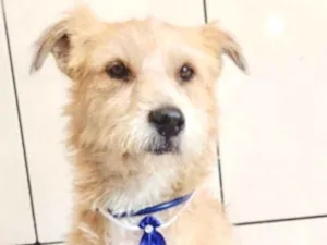 Cachorro raça  idade  nome Brutus