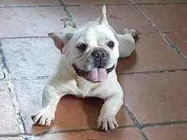 Cachorro raça Bulldog Frances idade 3 anos nome Castiel