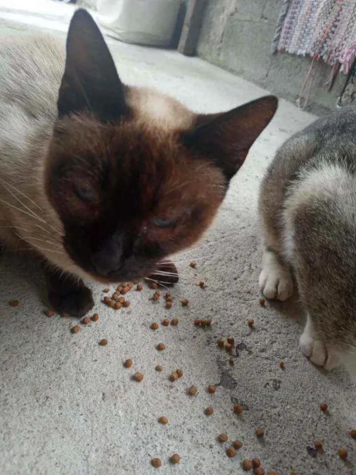 Gato ra a Não definida  idade Abaixo de 2 meses nome Sem nome 