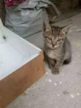 Não twm