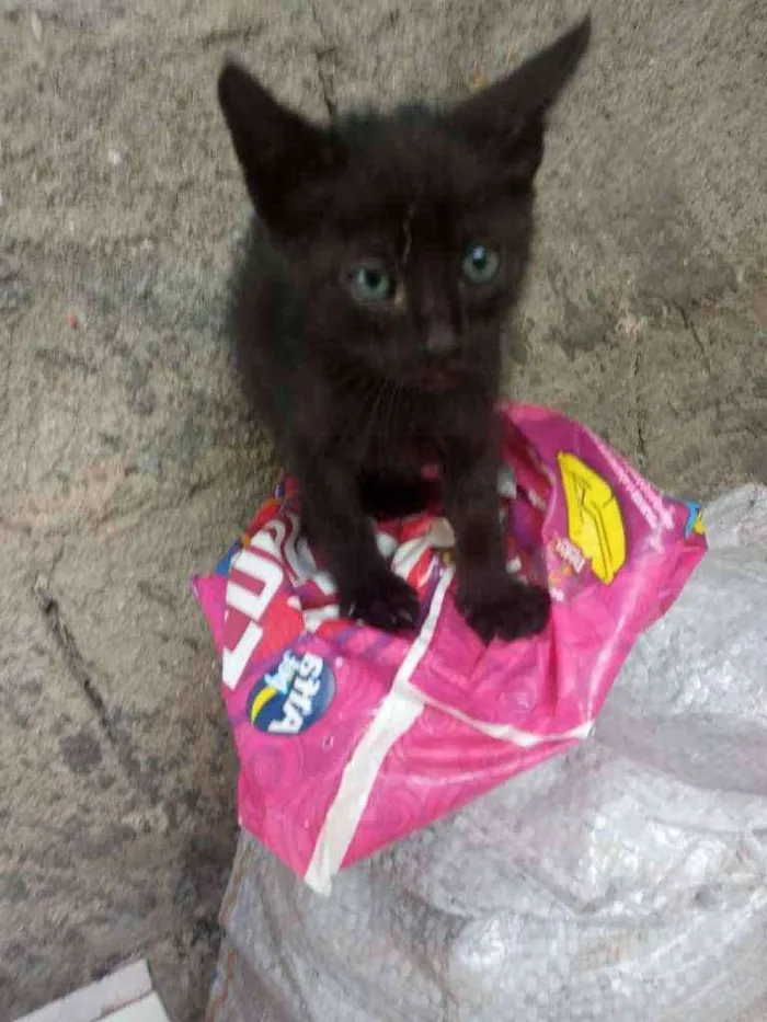 Gato ra a Não definida idade Abaixo de 2 meses nome Não sei