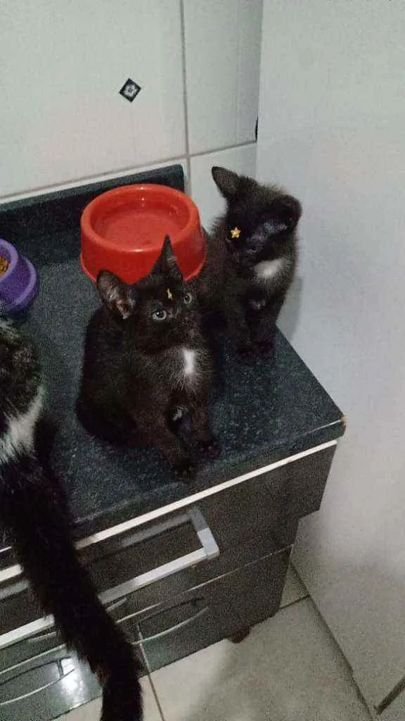 Gato ra a SRD idade 2 a 6 meses nome Rica e Número Um