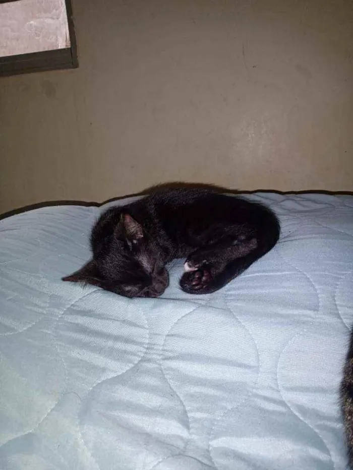 Gato ra a SRD idade 2 a 6 meses nome Rica e Número Um