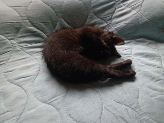 Gato ra a SRD idade 2 a 6 meses nome Rica e Número Um