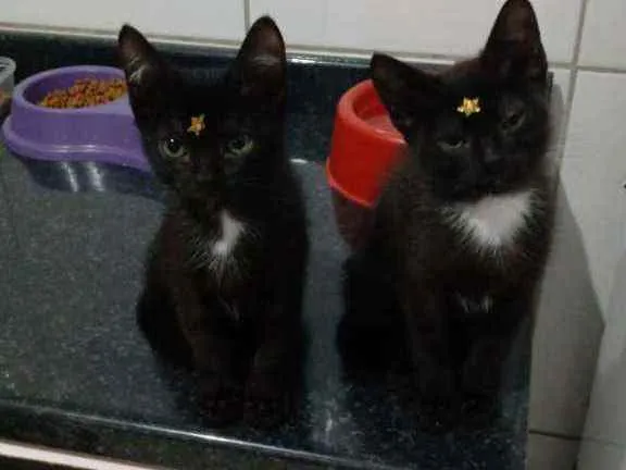 Gato ra a SRD idade 2 a 6 meses nome Rica e Número Um