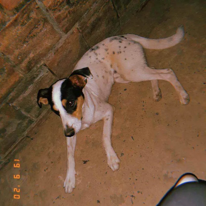 Cachorro ra a SRD idade 7 a 11 meses nome Thor