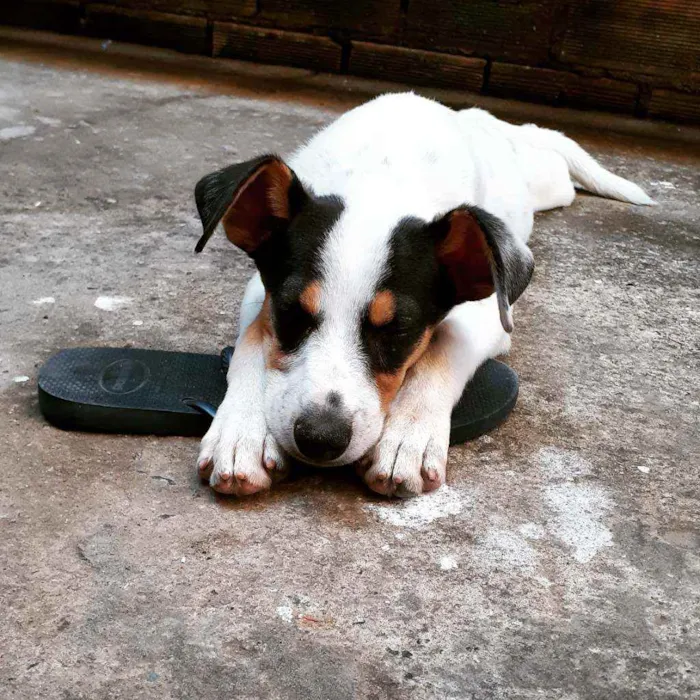 Cachorro ra a SRD idade 7 a 11 meses nome Thor