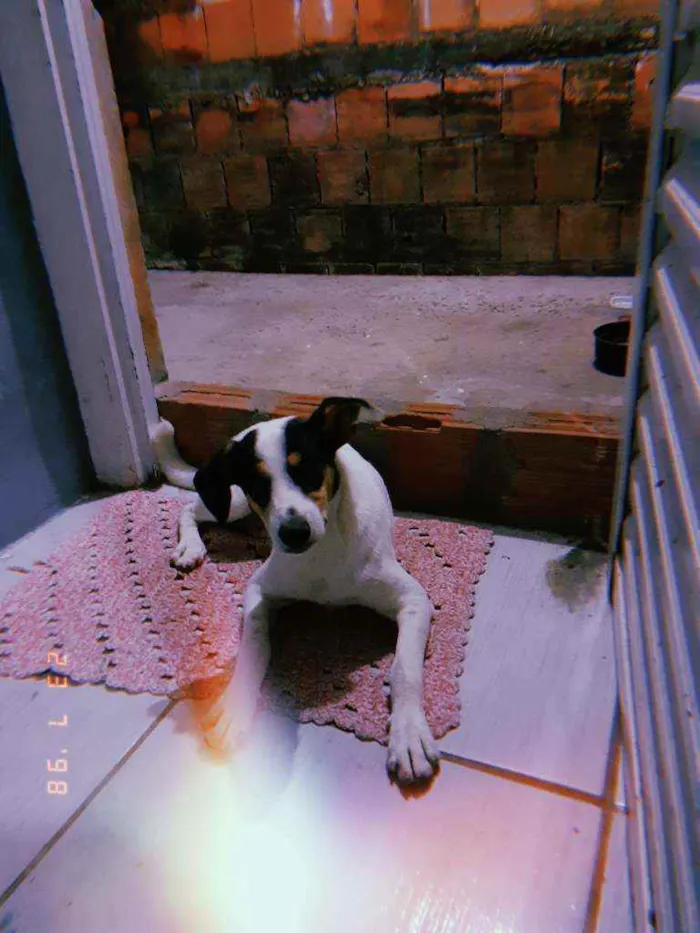 Cachorro ra a SRD idade 7 a 11 meses nome Thor