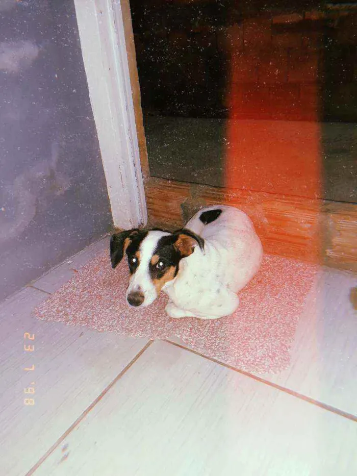 Cachorro ra a SRD idade 7 a 11 meses nome Thor